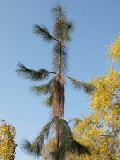 Pinus ponderosa 'Fastigiata' 